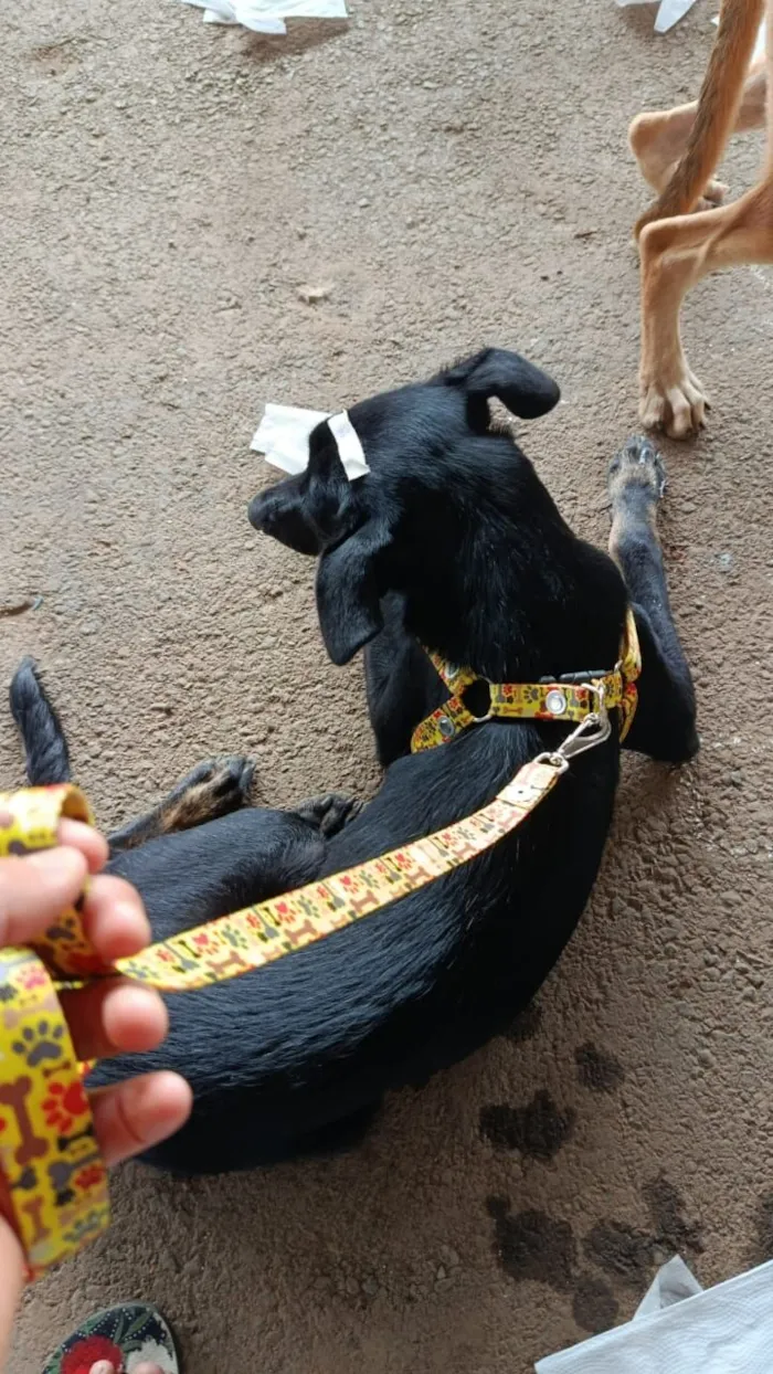 Cachorro raça SRD-ViraLata idade 7 a 11 meses nome Pretinha