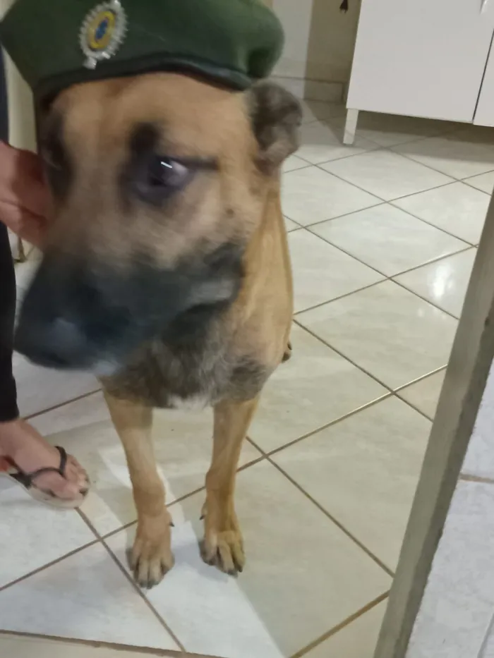 Cachorro raça Pastor Alemão idade 2 a 6 meses nome Chester