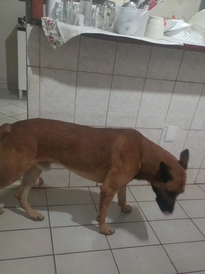 Cachorro raça Pastor Alemão idade 2 a 6 meses nome Chester