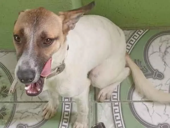 Cachorro raça SRD-ViraLata idade 7 a 11 meses nome Elias e chise