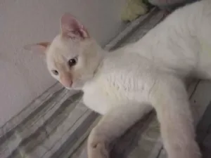 Gato raça SRD-ViraLata idade 1 ano nome Daniel 