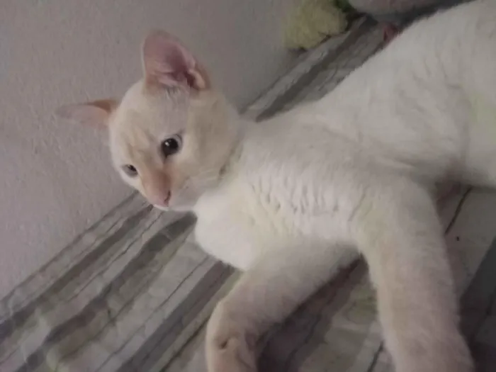 Gato raça SRD-ViraLata idade 1 ano nome Daniel 