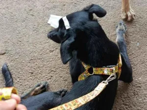 Cachorro raça SRD-ViraLata idade 7 a 11 meses nome Pretinha