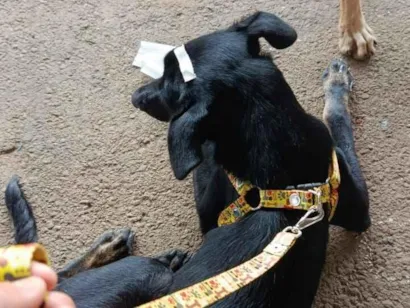 Cachorro raça SRD-ViraLata idade 7 a 11 meses nome Pretinha