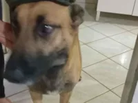 Cachorro raça Pastor Alemão idade 2 a 6 meses nome Chester