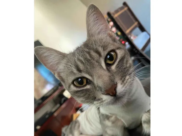 Gato raça SRD-ViraLata idade 1 ano nome LAYLINHA 