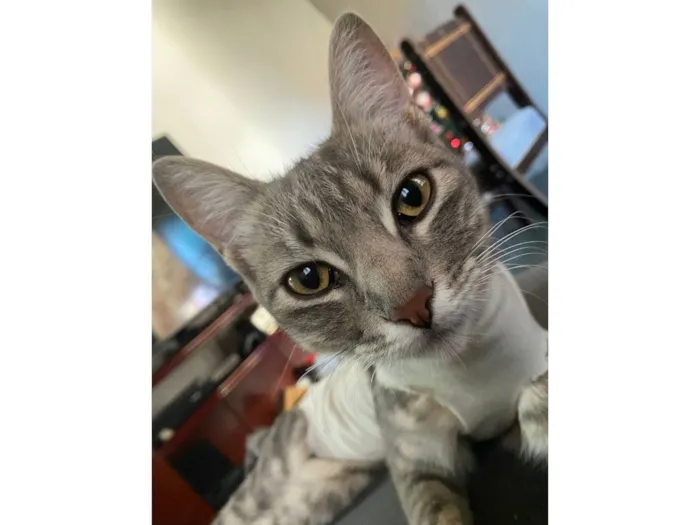 Gato raça SRD-ViraLata idade 1 ano nome LAYLINHA 