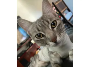 Gato raça SRD-ViraLata idade 1 ano nome LAYLINHA 