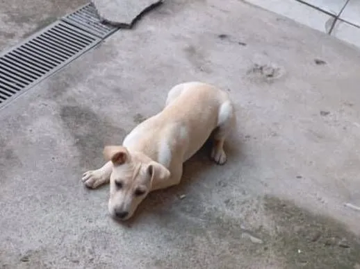 Cachorro raça SRD-ViraLata idade 2 a 6 meses nome apolo