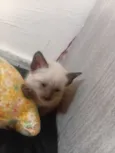 Gato raça Siamês idade Abaixo de 2 meses nome Sem nome  