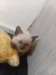 Gato raça Siamês idade Abaixo de 2 meses nome Sem nome  