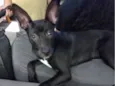 Cachorro raça SRD-ViraLata idade 2 a 6 meses nome Pandora