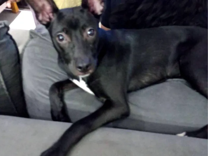 Cachorro raça SRD-ViraLata idade 2 a 6 meses nome Pandora