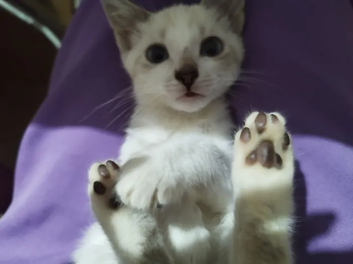 Gato raça Siamês idade 2 a 6 meses nome Jade safyra