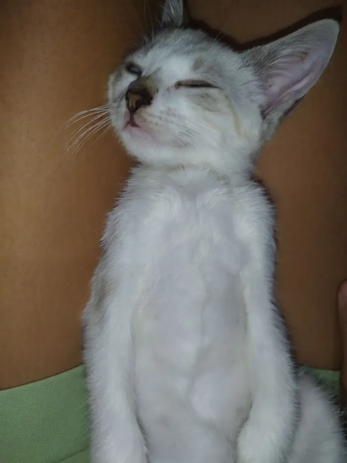 Gato raça Siamês idade 2 a 6 meses nome Jade safyra