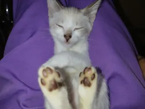 Gato raça Siamês idade 2 a 6 meses nome Jade safyra