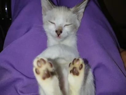 Gato raça Siamês idade 2 a 6 meses nome Jade safyra