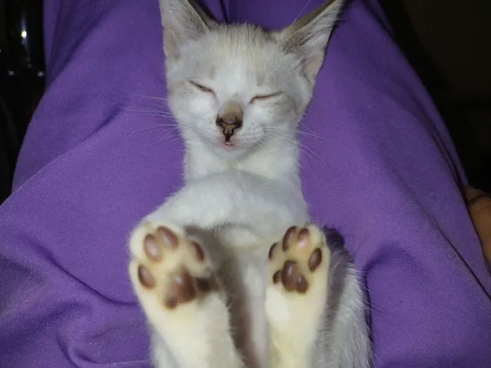 Gato raça Siamês idade 2 a 6 meses nome Jade safyra