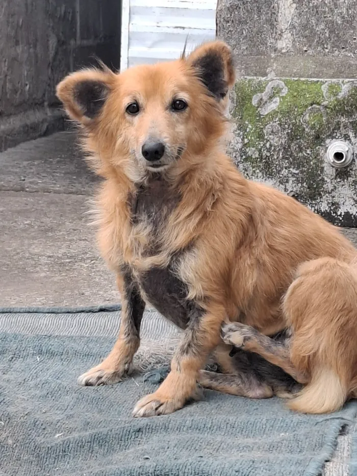 Cachorro raça SRD-ViraLata idade 6 ou mais anos nome Nina
