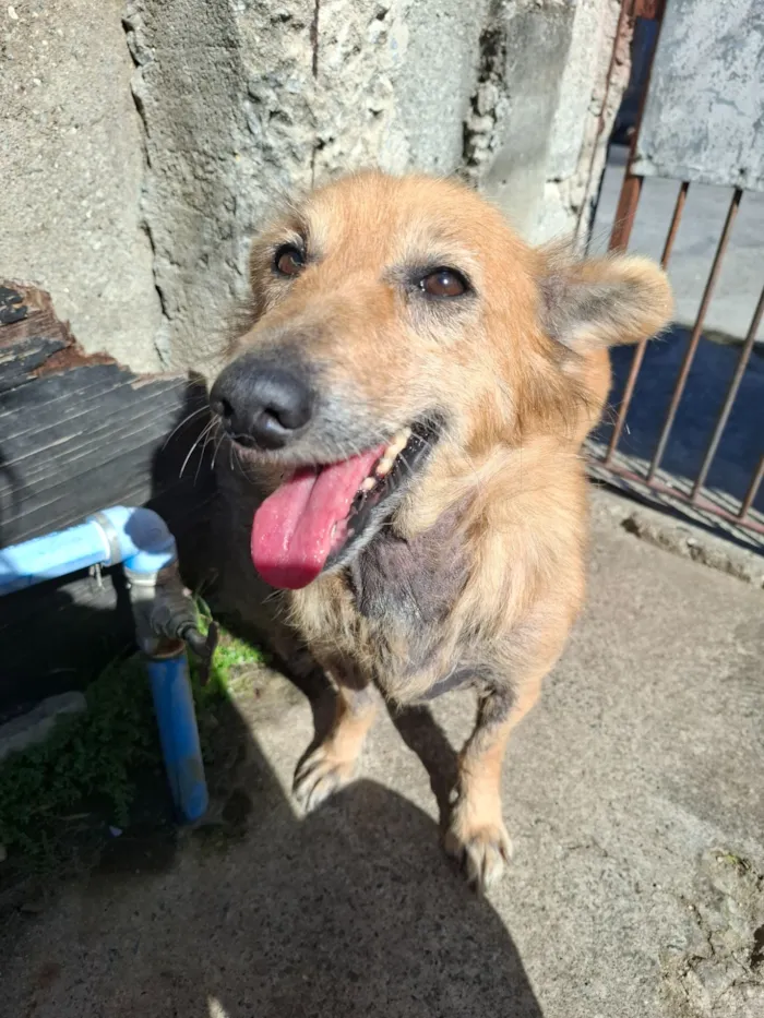 Cachorro raça SRD-ViraLata idade 6 ou mais anos nome Nina