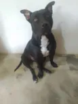 Cachorro raça Pit-Bull idade 3 anos nome Thor 