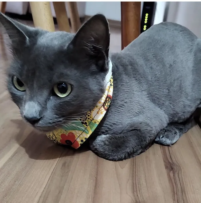 Gato raça SRD-ViraLata idade 2 anos nome Fumaça 