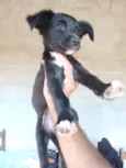 Cachorro raça SRD-ViraLata idade 2 a 6 meses nome sem nome