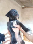 Cachorro raça SRD-ViraLata idade 2 a 6 meses nome sem nome