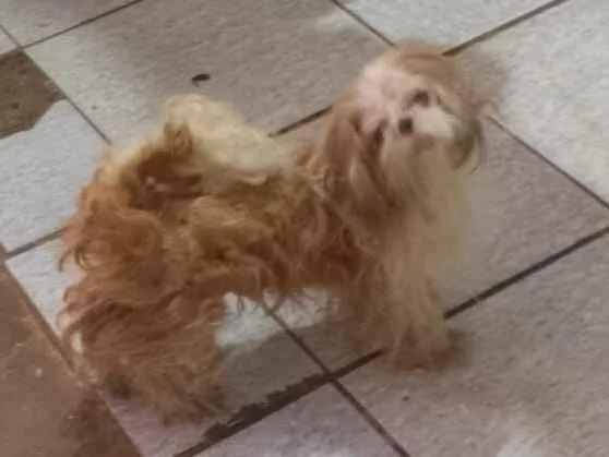 Cachorro raça Pinscher idade 6 ou mais anos nome spaiker