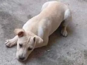 Cachorro raça SRD-ViraLata idade 2 a 6 meses nome apolo