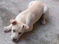 Cachorro raça SRD-ViraLata idade 2 a 6 meses nome apolo
