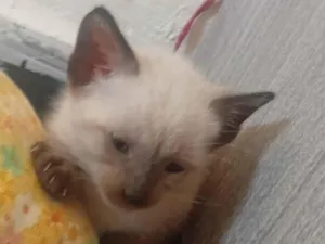 Gato raça Siamês idade Abaixo de 2 meses nome Sem nome  