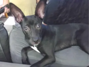 Cachorro raça SRD-ViraLata idade 2 a 6 meses nome Pandora