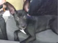 Cachorro raça SRD-ViraLata idade 2 a 6 meses nome Pandora