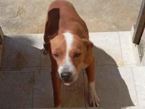 Cachorro raça SRD-ViraLata idade 3 anos nome Kayra