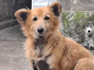 Cachorro raça SRD-ViraLata idade 6 ou mais anos nome Nina
