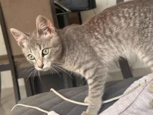Gato raça SRD-ViraLata idade 2 a 6 meses nome Back 
