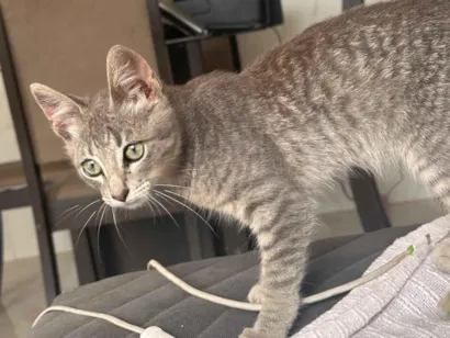 Gato raça SRD-ViraLata idade 2 a 6 meses nome Back 