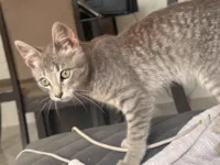 Gato raça SRD-ViraLata idade 2 a 6 meses nome Back 