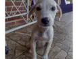 Cachorro raça SRD-ViraLata idade 2 a 6 meses nome Sem nome 