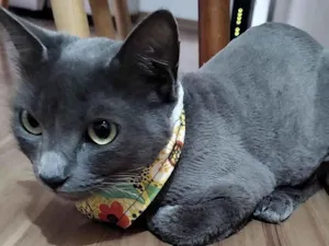 Gato raça SRD-ViraLata idade 2 anos nome Fumaça 