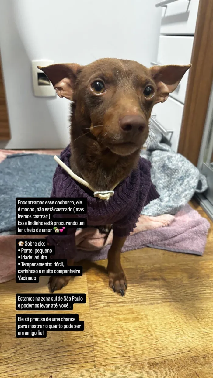 Cachorro raça SRD-ViraLata idade 2 anos nome Mickey