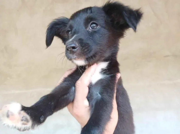 Cachorro raça SRD-ViraLata idade 2 a 6 meses nome sem nome