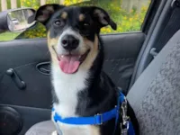 Cachorro raça SRD-ViraLata idade 3 anos nome Whisky