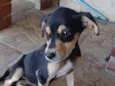 Cachorro raça SRD-ViraLata idade 2 a 6 meses nome Sem nome2