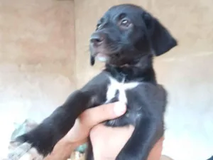Cachorro raça SRD-ViraLata idade 2 a 6 meses nome sem nome