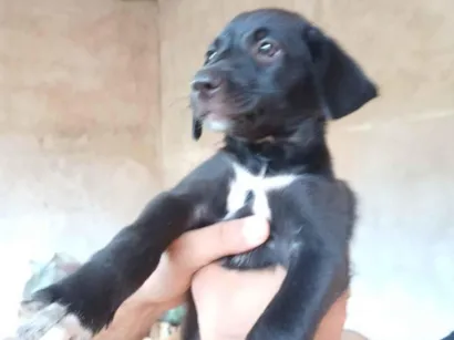 Cachorro raça SRD-ViraLata idade 2 a 6 meses nome sem nome