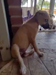 Cachorro raça SRD-ViraLata idade 2 a 6 meses nome Não tem nome