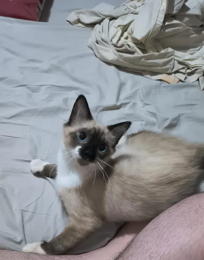 Gato raça SRD-ViraLata idade 7 a 11 meses nome Pixu