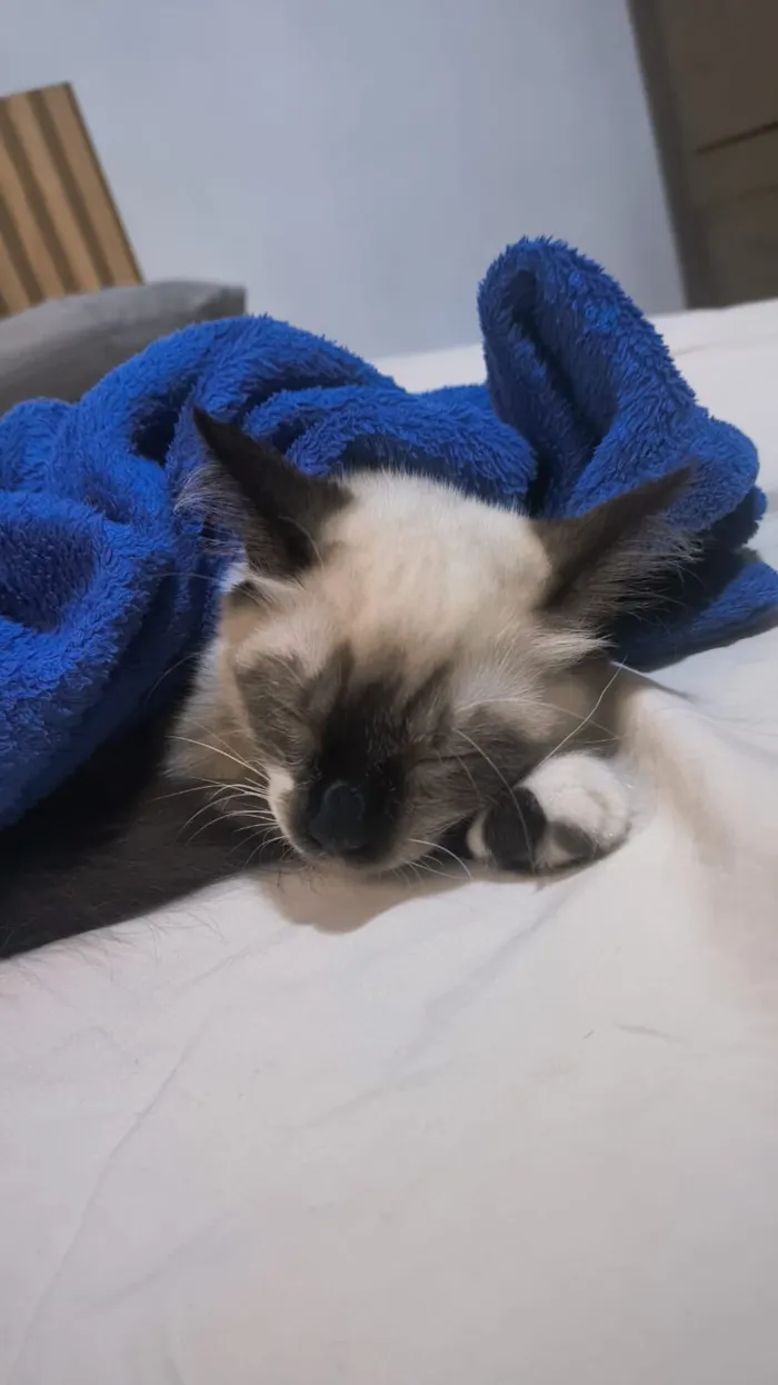 Gato raça SRD-ViraLata idade 7 a 11 meses nome Pixu